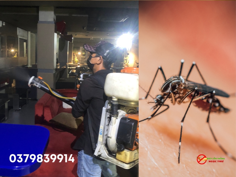 Dịch vụ diệt muỗi quận 12