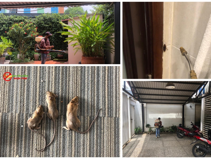 Dịch vụ diệt côn trùng uy tín tại Bình dương của công ty Ngọc Thư