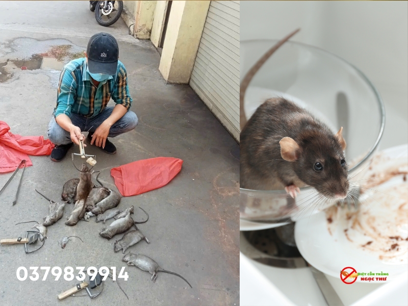 Diệt chuột- Dịch vụ diệt côn trùng thủ dầu một của Ngọc Thư