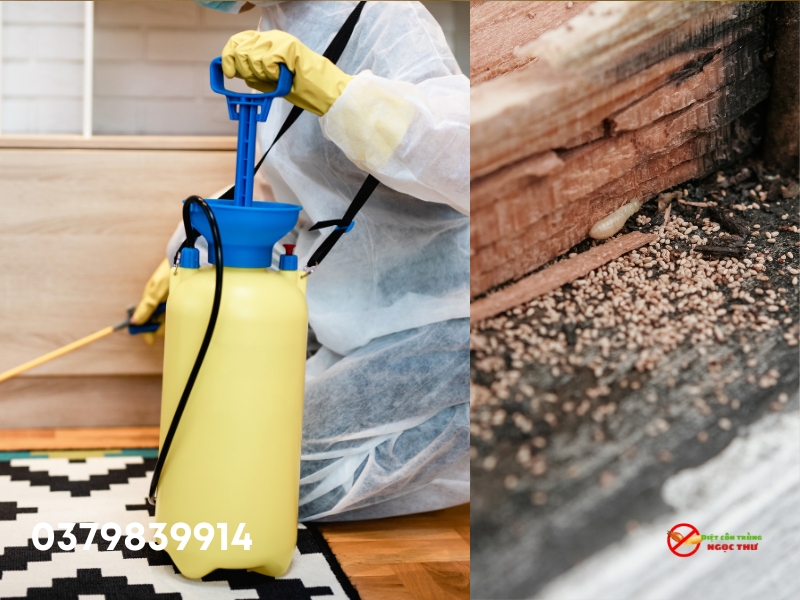 Diệt mối - Dịch vụ diệt côn trùng thủ dầu một của Ngọc Thư