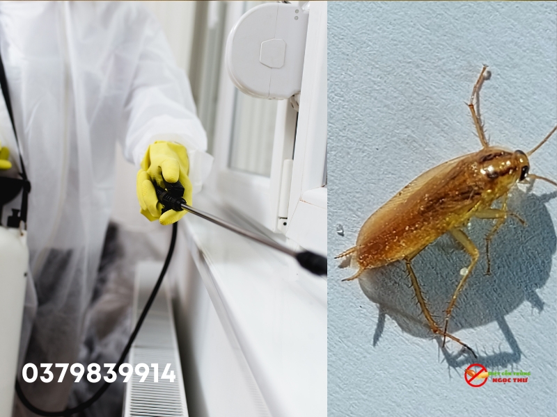 Diệt gián- Dịch vụ diệt côn trùng thủ dầu một của Ngọc Thư