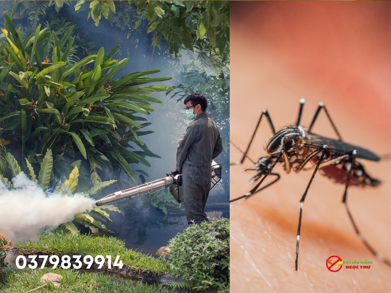 Diệt muỗi - Dịch vụ diệt côn trùng thủ dầu một của Ngọc Thư