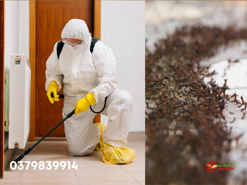 Diệt kiến- Dịch vụ diệt côn trùng thủ dầu một của Ngọc Thư