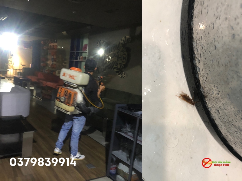 Dịch Vụ Diệt Gián Phường Sài Gòn, Diệt Côn Trùng Số 1 Sài Gòn 3 Công ty dịch vụ diệt gián tại phường Sài Gòn, diệt gián tận gốc