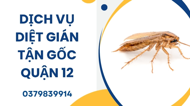 Dịch vụ diệt gián quận 12, diệt gián tận gốc, bảo hành 3-6 tháng