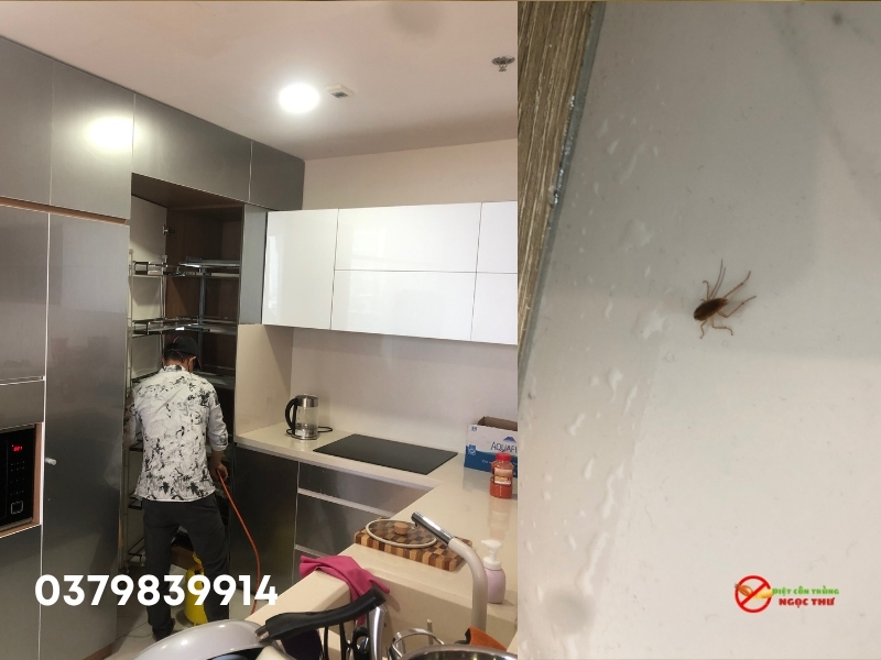 Dịch vụ diệt gián Đức tận gốc quận 12