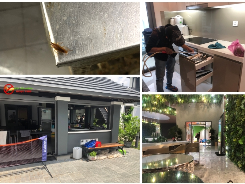 Dịch vụ diệt gián quận 8, dịch vụ diệt côn trùngNgọc thư