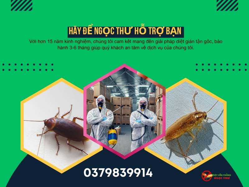 Công ty dịch vụ diệt gián quận 8 Ngọc Thư, dịch vụ diệt côn trùng chuyên nghiệp