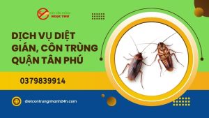 Dịch vụ diệt gián quận tân phú