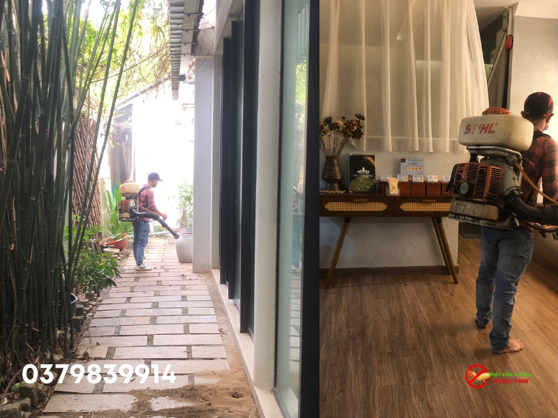Tại sao cần dịch vụ diệt mối chuyên nghiệp tại Phú Nhuận?