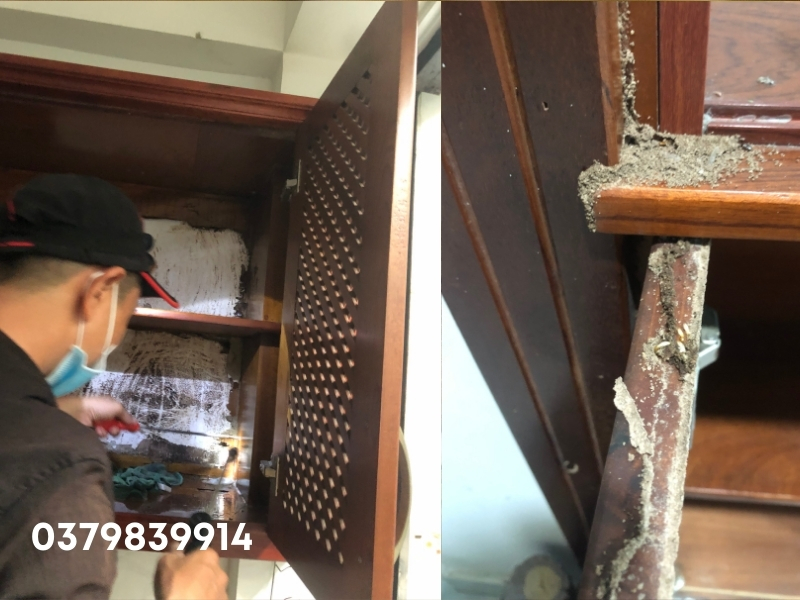 Dịch vụ diệt mối phường Sài Gòn, dấu hiệu nhận biết mối trong nhà