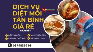Dịch vụ diệt mối Tân Bình giá rẻ từ diệt côn trùng Ngọc thư