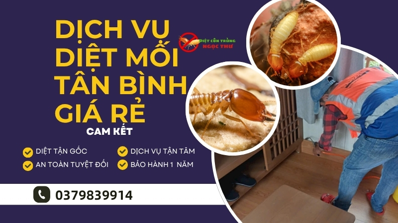 Dịch Vụ Diệt Mối Tân Bình Giá Rẻ【Bảo Hành 1 Năm】 1 Dịch vụ diệt mối Tân Bình giá rẻ từ diệt côn trùng Ngọc thư