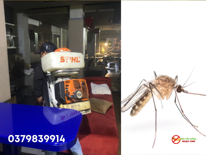 Dịch vụ phun thuốc muỗi an toàn, giá rẻ tại quận 4, TPHCM