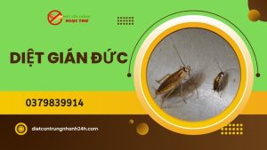 Gián Đức - loài gián kháng thuốc mạnh mẽ