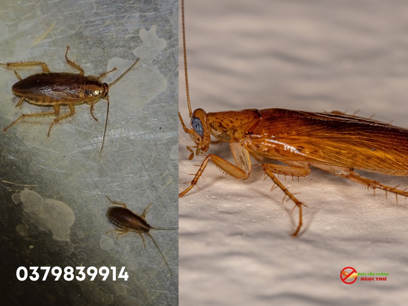 Đặc điểm sinh học của gián đức