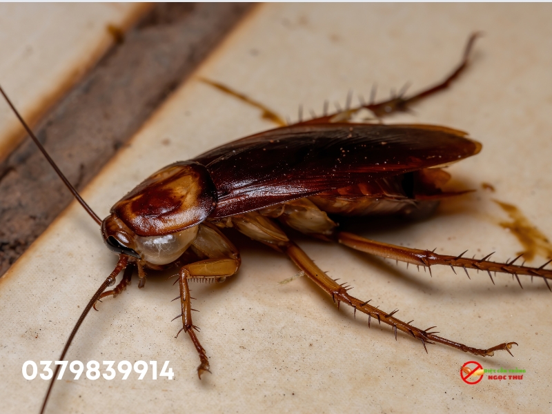 Gián Mỹ là gì?