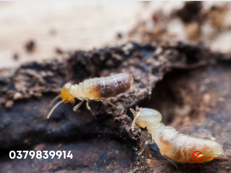 Mối Đất: Đặc Điểm Sinh Học, Tác Hại Và Cách Phòng Ngừa, Diệt Trừ Hiệu Quả 3 Vòng đời của mối đất