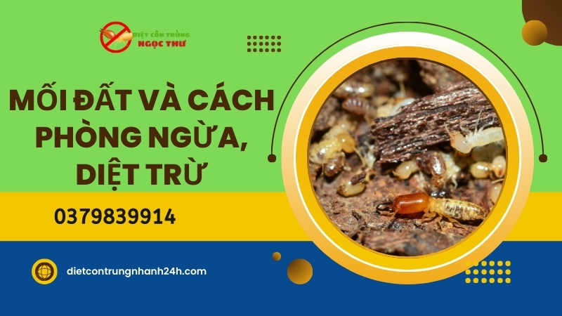 Mối Đất: Đặc Điểm Sinh Học, Tác Hại Và Cách Phòng Ngừa, Diệt Trừ Hiệu Quả 1 Mối đất và cách phòng ngừa, tiêu diệt