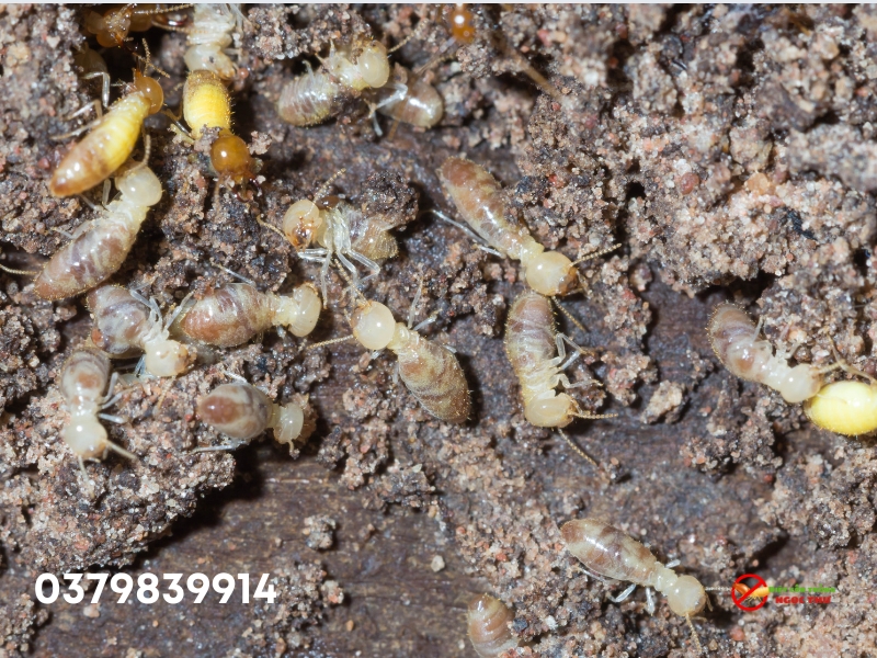 Mối Đất: Đặc Điểm Sinh Học, Tác Hại Và Cách Phòng Ngừa, Diệt Trừ Hiệu Quả 2 Mối đất