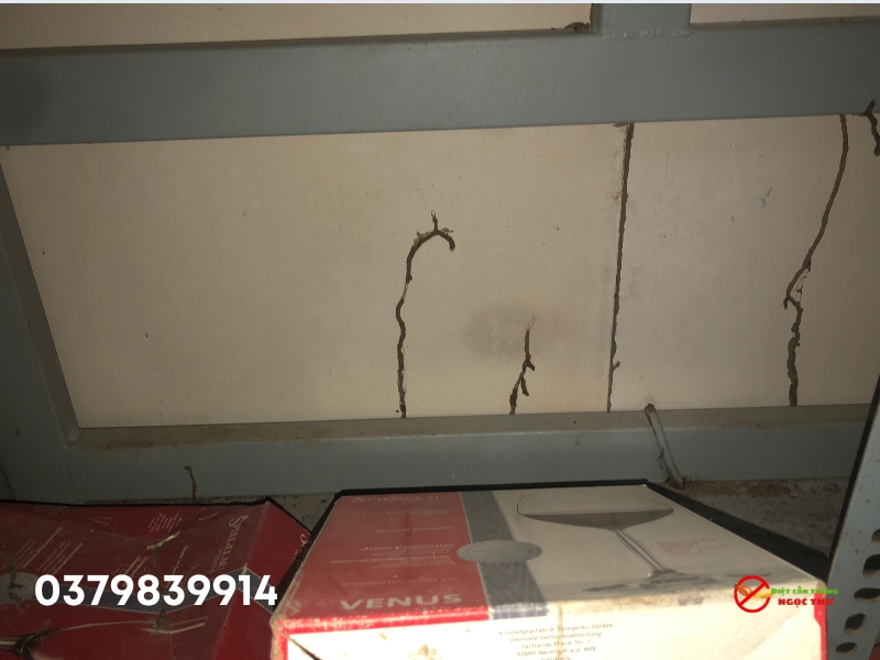 Mối Đất: Đặc Điểm Sinh Học, Tác Hại Và Cách Phòng Ngừa, Diệt Trừ Hiệu Quả 4 Tác hại của mối đất