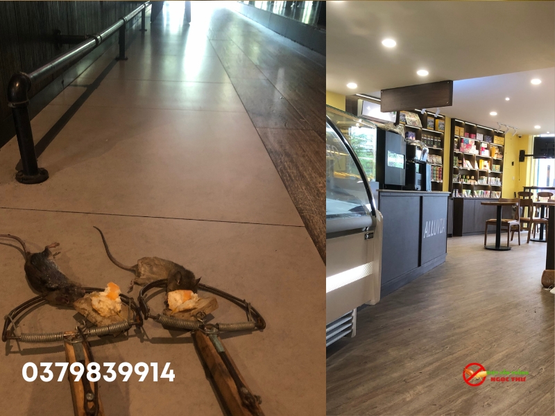 Diệt côn trùng bằng phương pháp quản lý dịch hại tổng hợp IPM từ công ty diệt côn trùng Ngọc Thư