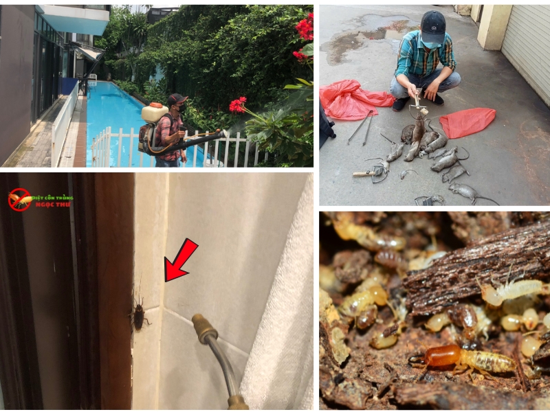 Công ty diệt côn trùng Ngọc Thư với quy trình diệt côn trùng chuyên nghiệp