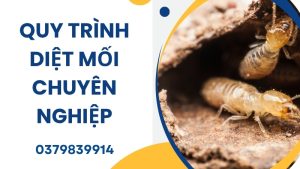 Quy trình diệt mối chuyên nghiệp của công ty diệt côn trùng Ngọc Thư