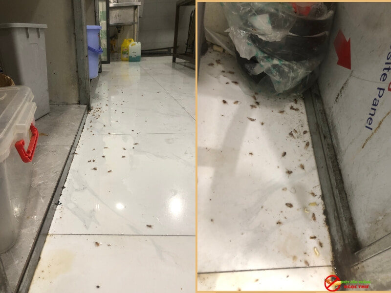 Diệt gián cho nhà hàng tại quận 1 (phường Cầu Ông Lãnh, TPHCM)