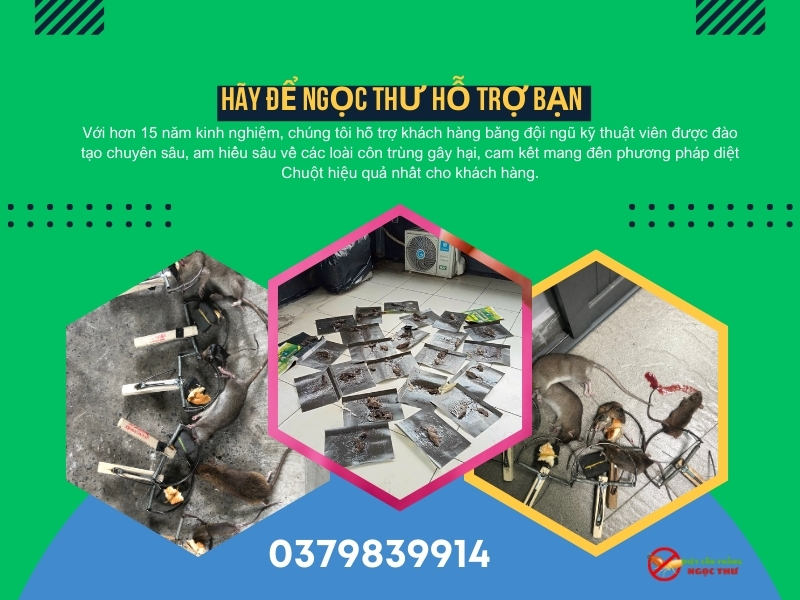Dịch vụ diệt chuột phường Bàn Cờ, bã chuột an toàn, bẫy thông minh