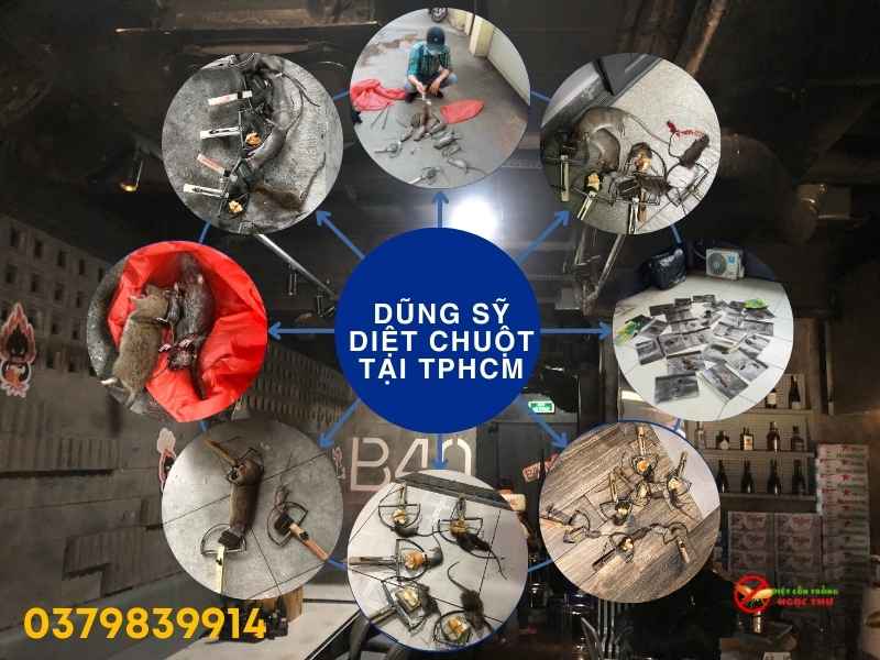 Dịch vụ diệt chuột tận gốc phường bến thành, hiệu quả diệt chuột 80-10%