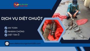 Dịch vụ diệt chuột phường Bến Thành