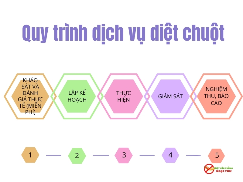 Dịch vụ diệt chuột Phường Bến Thành, chuyên gia kiểm soát chuột hiệu quả tại TPHCM 4 Quy trình dịch vụ diệt chuột phường Bến Thành của Ngọc Thư