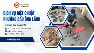 Dịch vụ diệt chuột phường Cầu Ông Lãnh