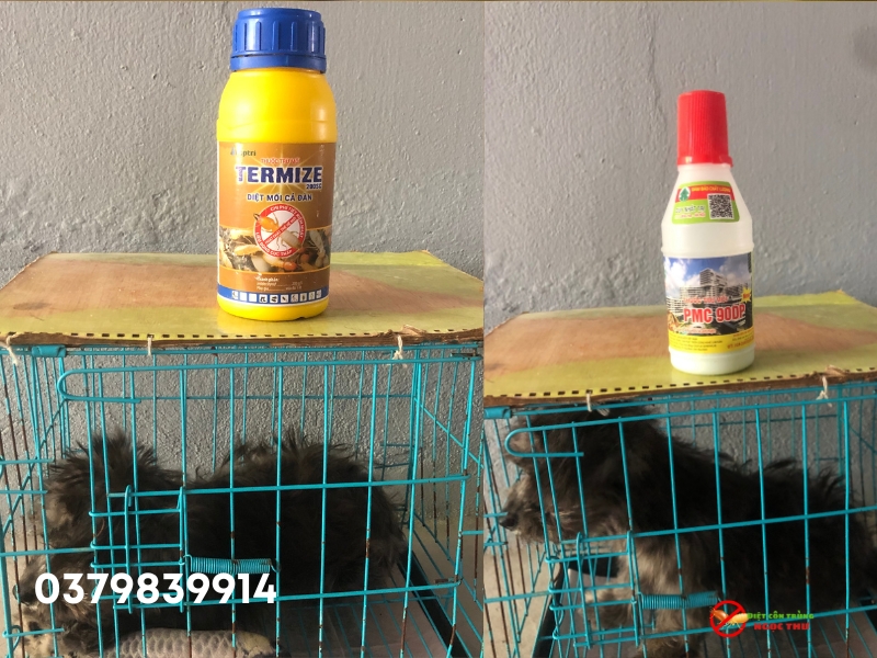 Dịch vụ diệt mối bằng bã sinh học tại phường Cầu Ông Lãnh