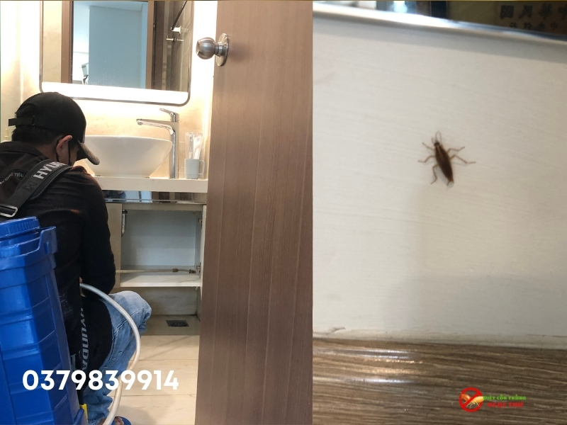 Dịch vụ diệt gián Đức, gián Mỹ phường Bàn Cờ, TPHCM
