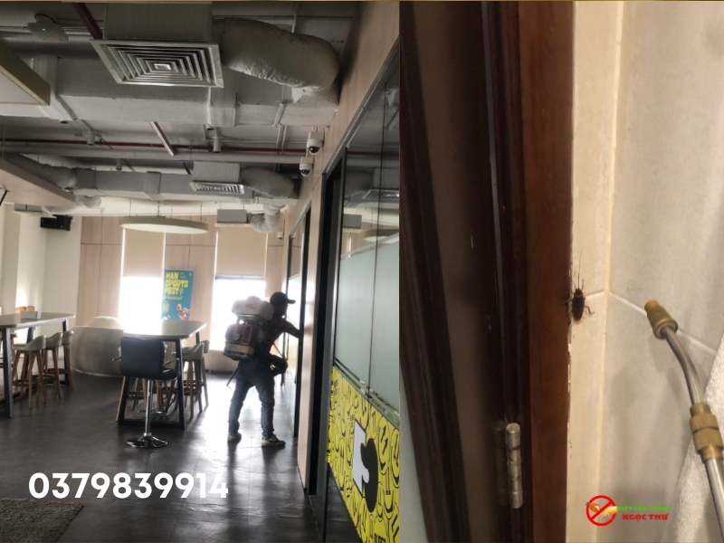 Dịch vụ diệt gián phường Bến Thành, hóa chất an toàn, diệt gián hiệu quả