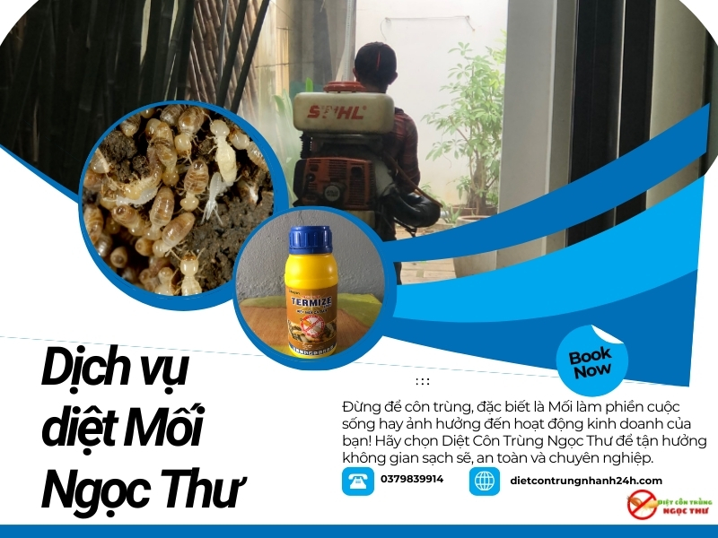 Dịch vụ diệt mối phường bàn cờ, diệt tận gốc mối chỉ trong 2 tuần 