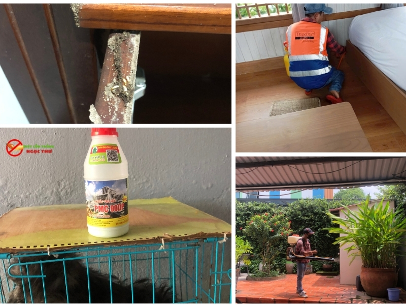 Dịch vụ diệt mối phường Cầu Ông Lãnh Ngọc Thư giúp bạn loại bỏ mối tận gốc 