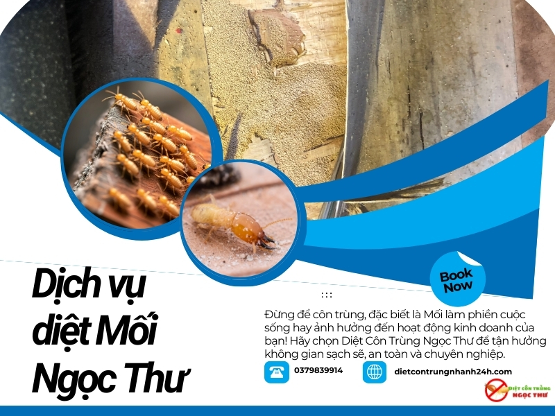 Lý do bạn nên chọn Dịch vụ diệt mối phường Cầu Ông Lãnh của Ngọc Thư