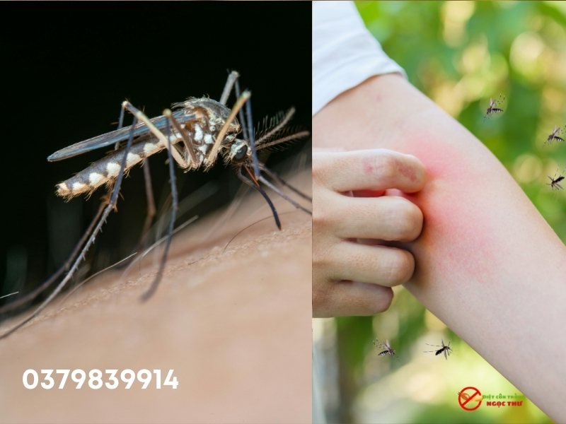 Tác hại của muỗi vằn