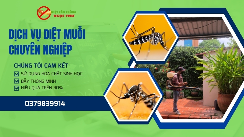 Muỗi vằn, dịch vụ diệt muỗi chuyên nghiệp Ngọc Thư