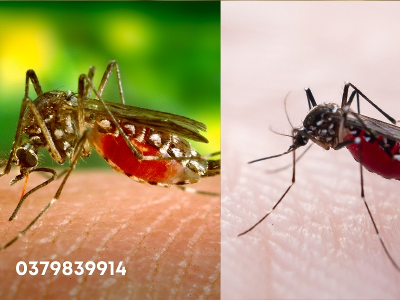 Đặc điểm của muỗi vằn