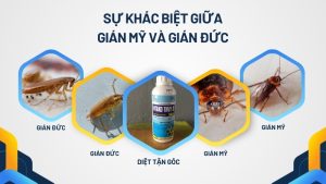 Sự khác biệt giữa gián mỹ và gián đức