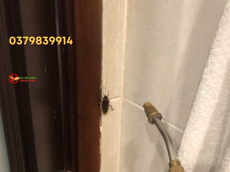 Sự Khác Biệt Giữa Gián Mỹ Và Gián Đức, Vì Sao Chúng Là Mối Nguy Hiểm? 3 Gián Mỹ