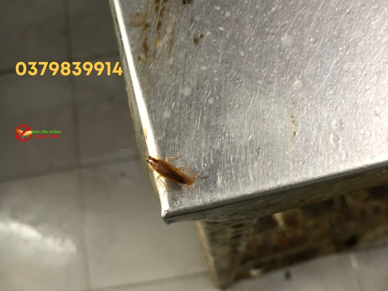Sự Khác Biệt Giữa Gián Mỹ Và Gián Đức, Vì Sao Chúng Là Mối Nguy Hiểm? 4 Gián Đức