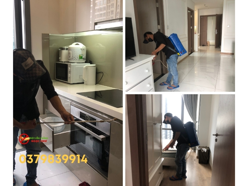 Sự Khác Biệt Giữa Gián Mỹ Và Gián Đức, Vì Sao Chúng Là Mối Nguy Hiểm? 6 Quy trình diệt gián của Ngọc Thư