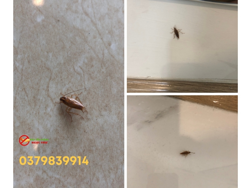 Sự Khác Biệt Giữa Gián Mỹ Và Gián Đức, Vì Sao Chúng Là Mối Nguy Hiểm? 5 Gián Đức