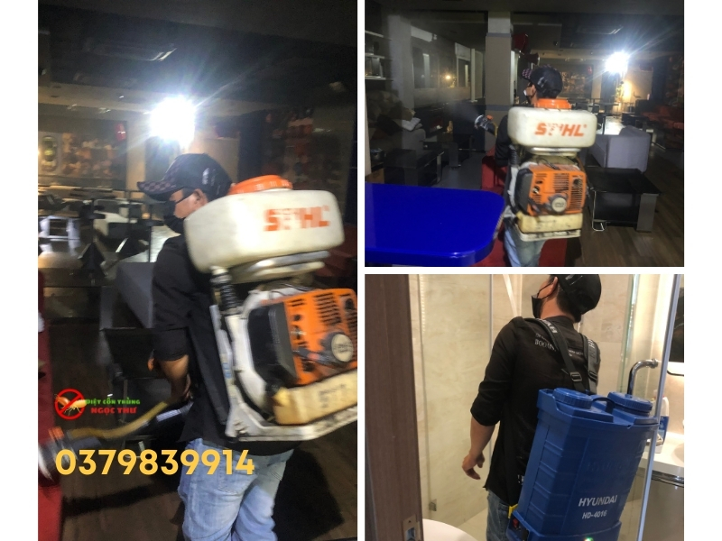 Sự Khác Biệt Giữa Gián Mỹ Và Gián Đức, Vì Sao Chúng Là Mối Nguy Hiểm? 2 Sự khác biệt giữa gián mỹ và gián đức