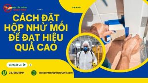 cách đặt hộp nhử mối để đạt hiệu quả cao